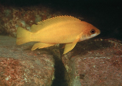 Neolamprologus mustax 'Mbita Island'